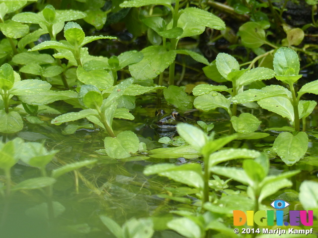 FZ007927 Submerged Marsh frog (Pelophylax ridibundus) amongs leaves